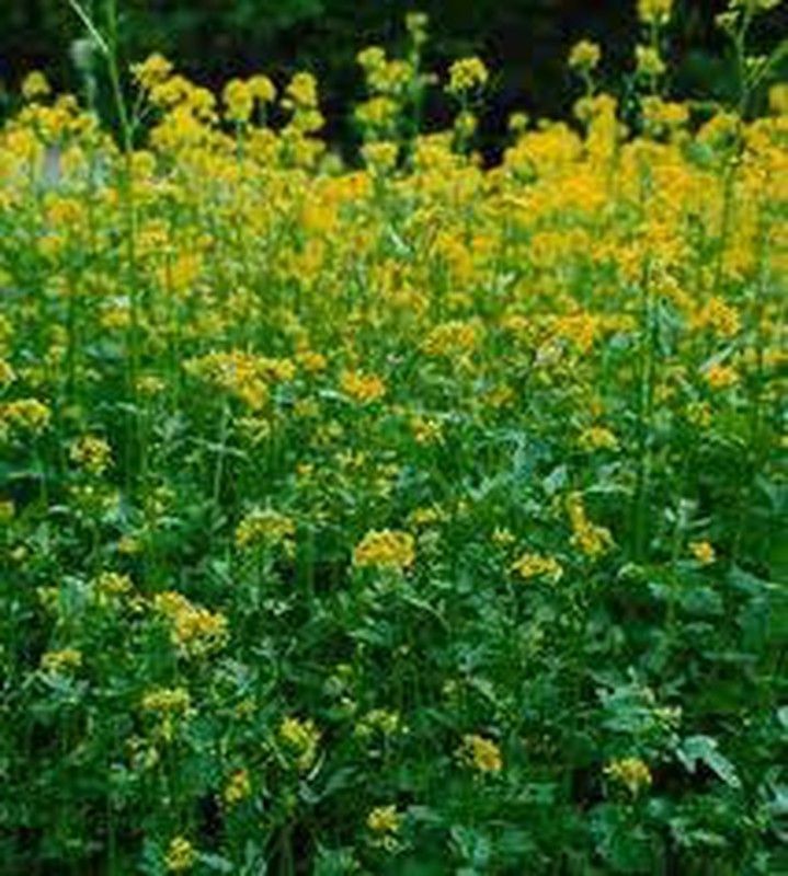 Semillas Mostaza Blanca