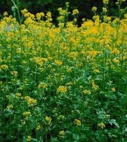 Semillas Mostaza Blanca