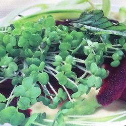 Semillas Mostaza Blanca Germinada Bio