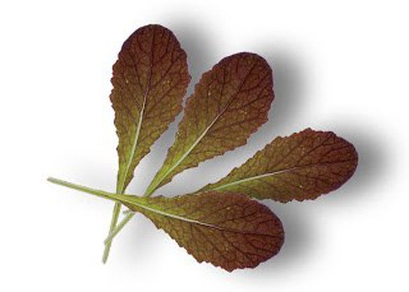 Semillas Mostaza Roja