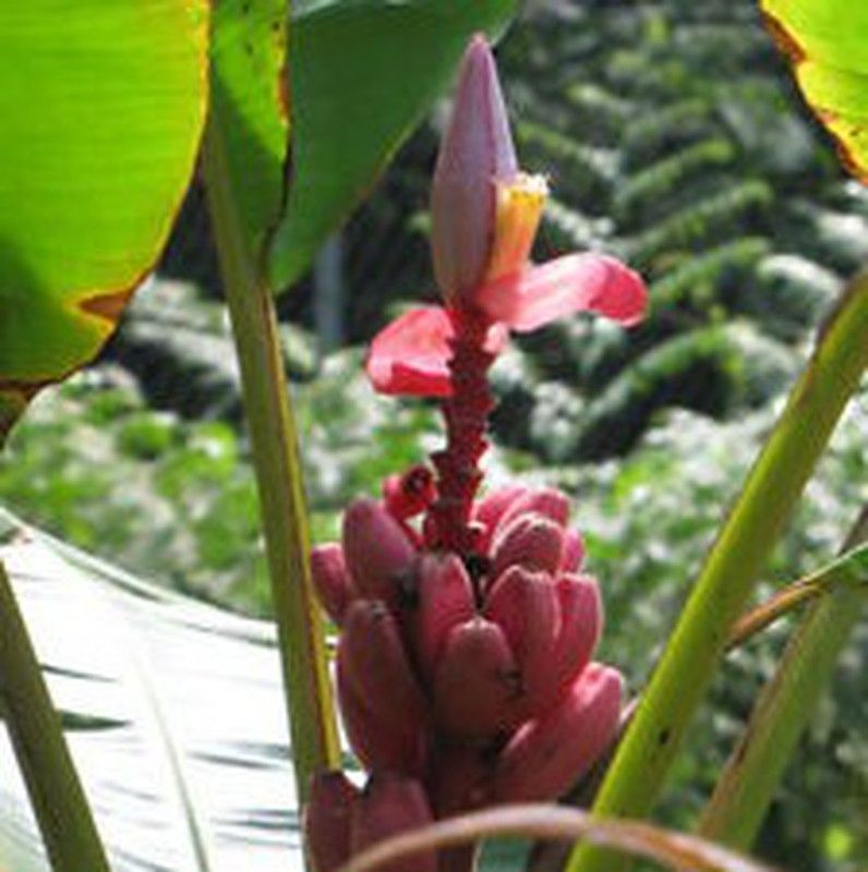 Semillas Musa Velutina.