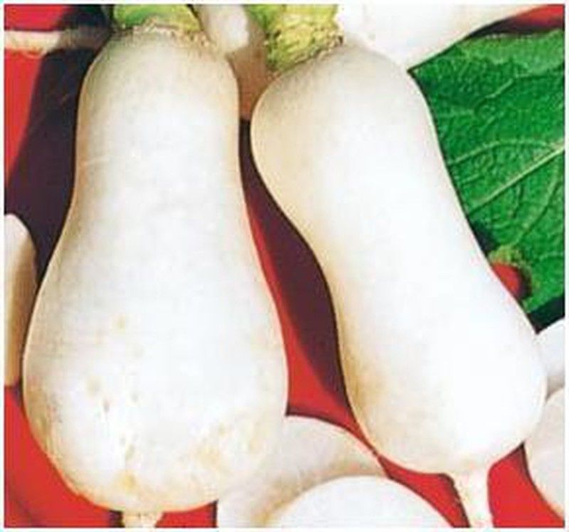 Semillas Nabos de Mesa