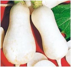 Semillas Nabos de Mesa