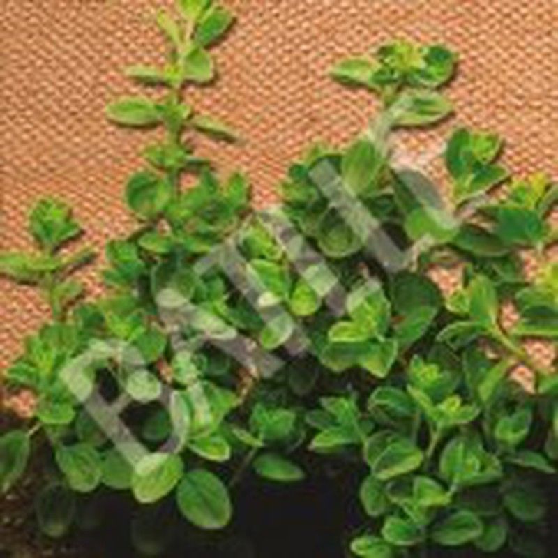 Semillas Orégano Bio