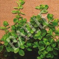 Semillas Orégano Bio