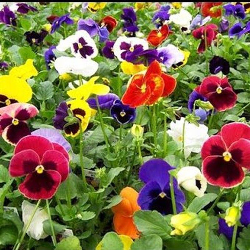 Semillas Pensamientos