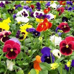 Semillas Pensamientos