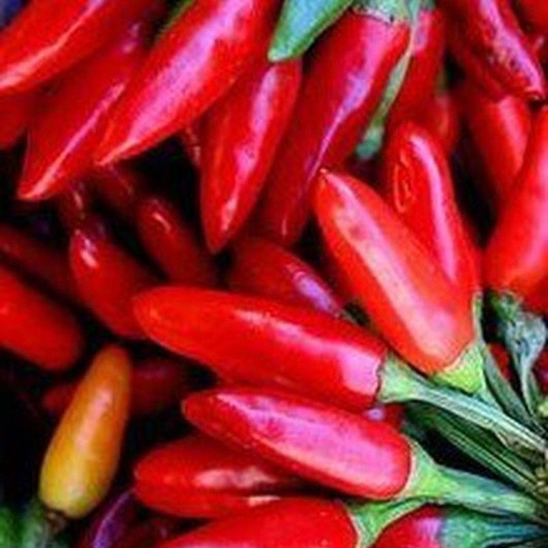 Semillas Peperoncino Italiano