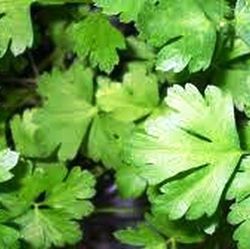 Semillas Perejil Napolitano