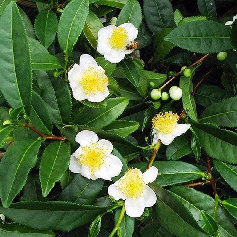 Semillas Planta del Té