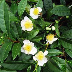 Semillas Planta del Té