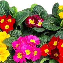 Semillas Prímulas Matrimonios