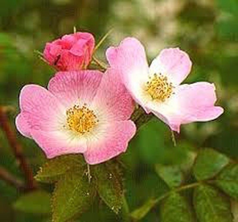 Semillas Rosa Mosqueta