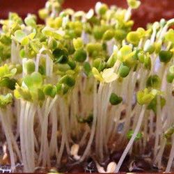 Semillas Rúcula Germinada Bio