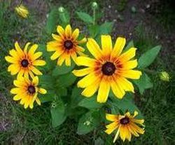 Semillas Rudbeckia Bicolor