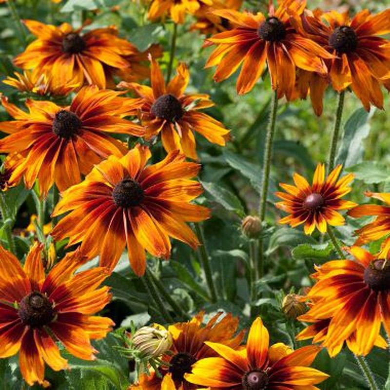 Semillas Rudbeckia Gigante Variada