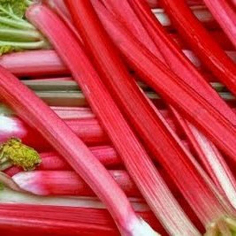 Semillas Ruibarbo Hoja Roja Victoria