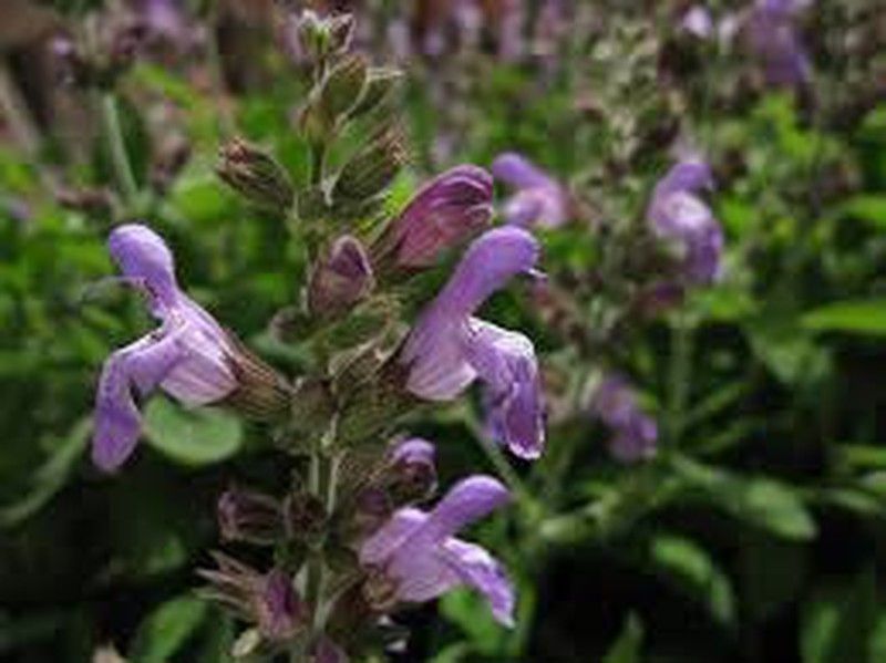 Semillas Salvia Común
