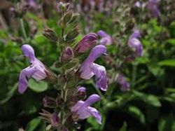 Semillas Salvia Común