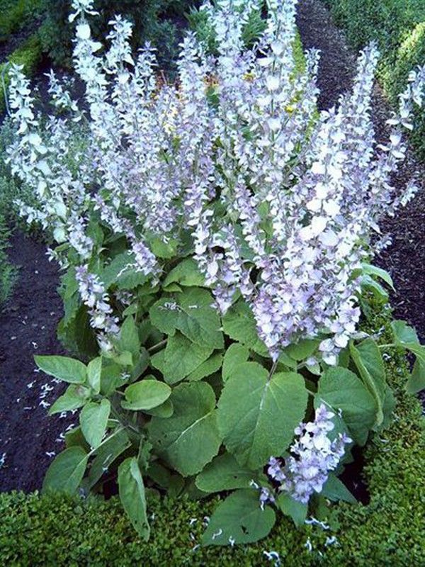 Semillas Salvia Romana