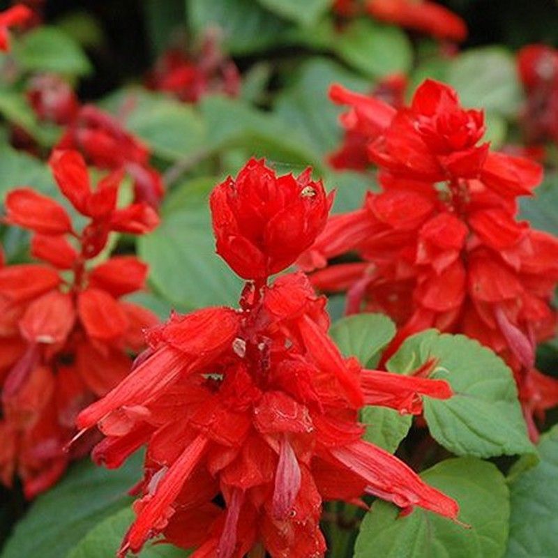 Semillas Salvia Semi Enana Rojo Fuego