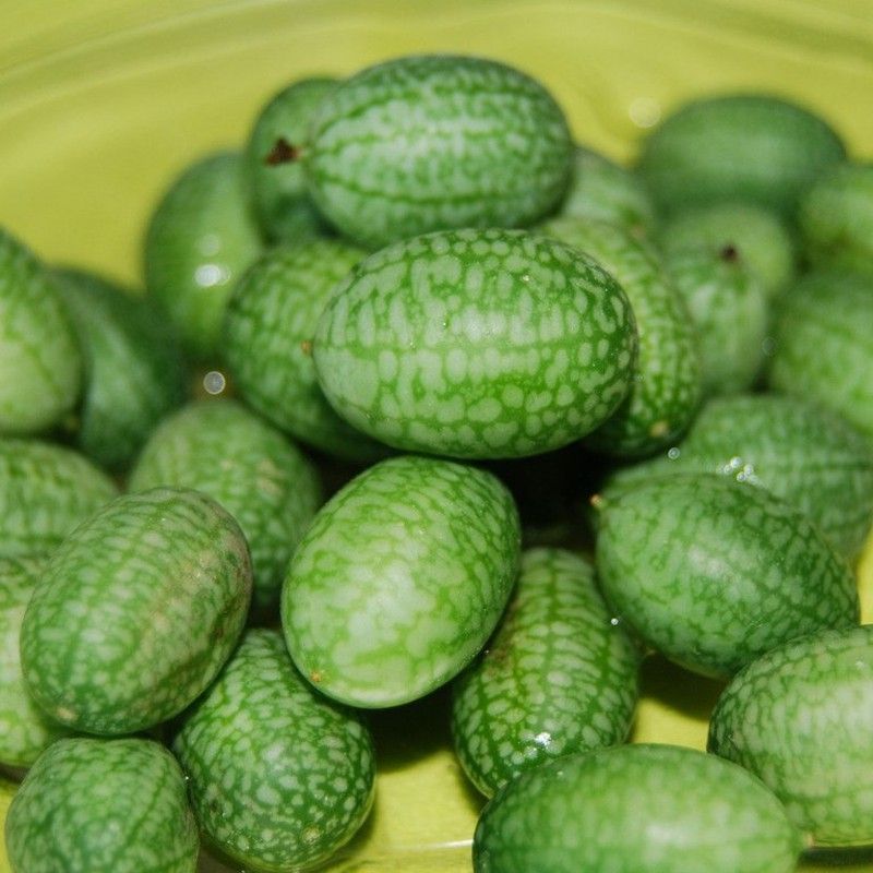 Semillas Sandía de Ratón