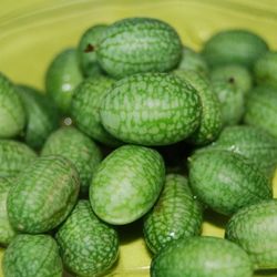 Semillas Sandía de Ratón