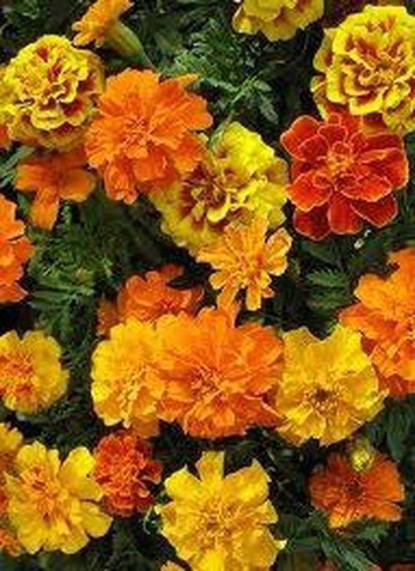 Semillas Tagetes