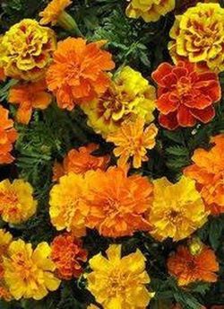 Semillas Tagetes