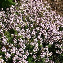 Semillas Tomillo Común