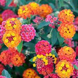 Semillas Verbena Enana