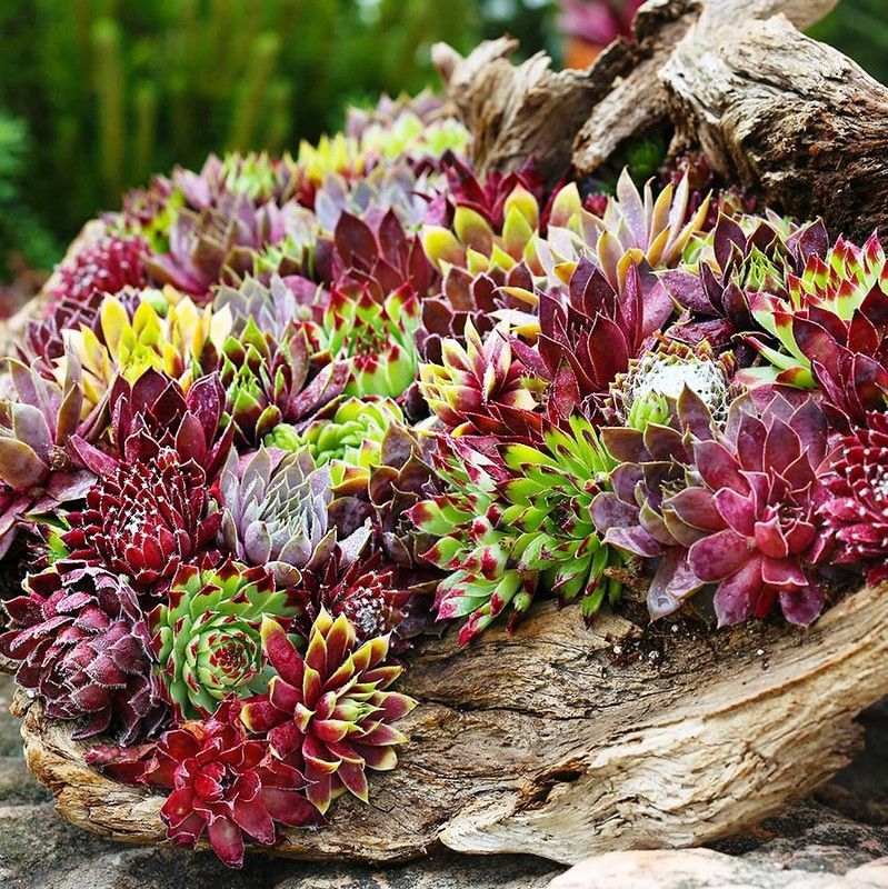 Sempervivum Chick Charms® Caja 6 uds.