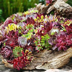 Sempervivum Chick Charms® Caja 6 uds.