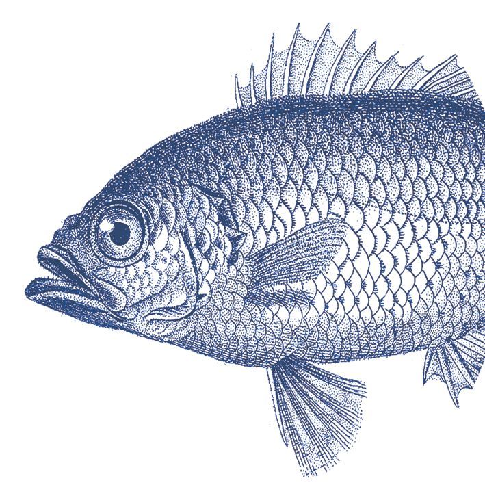 Servilletas 33x33 cms Diseño Pez Marino Especial Manualidades PPD