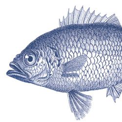 Servilletas 33x33 cms Diseño Pez Marino Especial Manualidades PPD