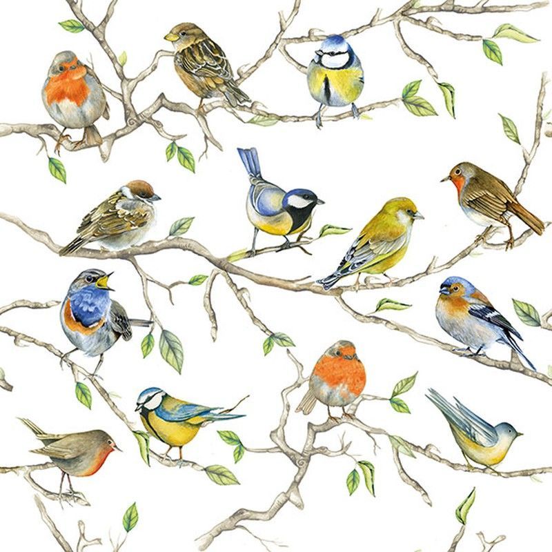 Servilletas Ambiente 33x33 20 ud BIRDS MEETING
