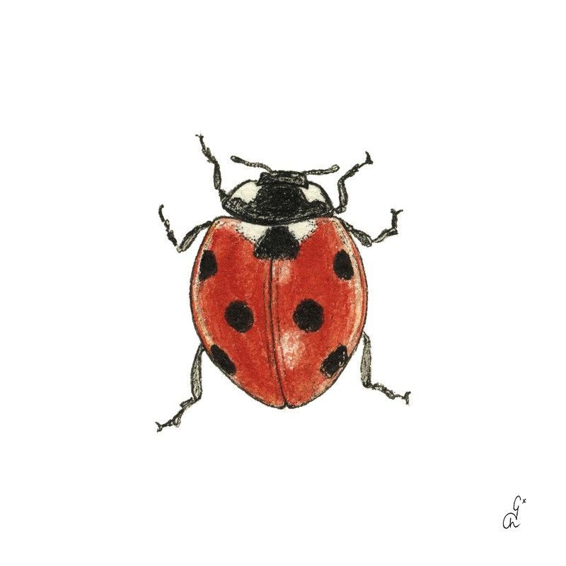 Servilletas Decoradas Mariquitas  33x33  PPD