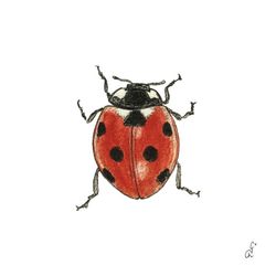 Servilletas Decoradas Mariquitas  33x33  PPD