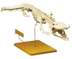 Skelet Cocodrilo - EU