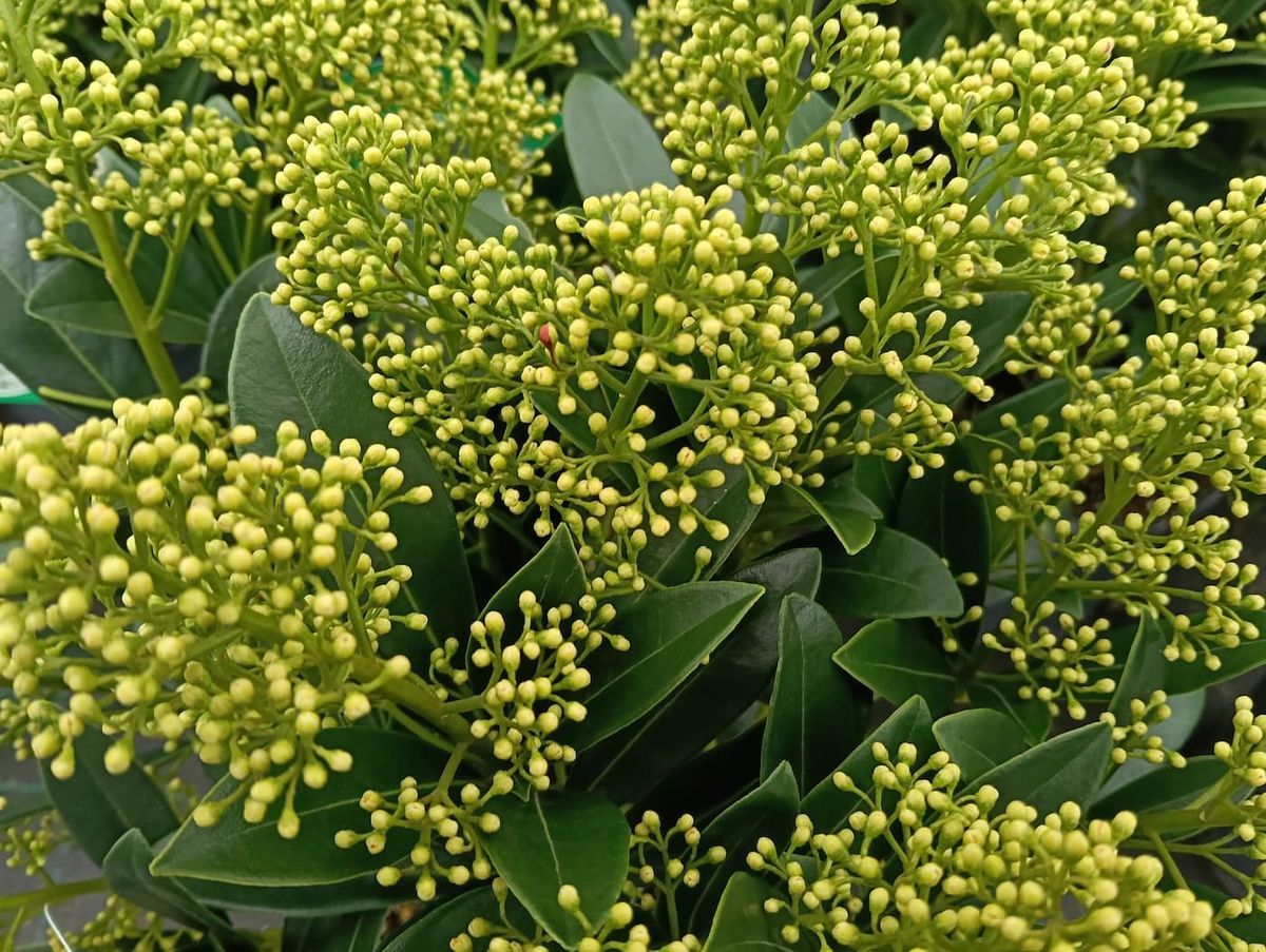 Skimmia japonica Finchy