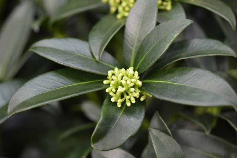 Skimmia japonica Fragant cloud