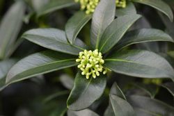Skimmia japonica Fragant cloud