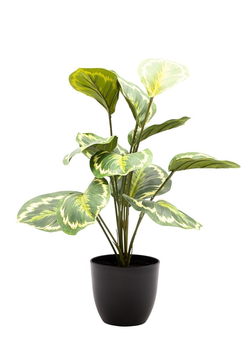 Sofisticada Calathea Artificial