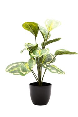 Sofisticada Calathea Artificial