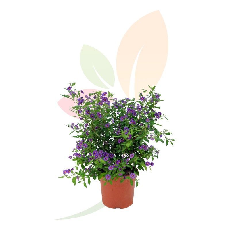 SOLANUM RANTONNETII BOLA