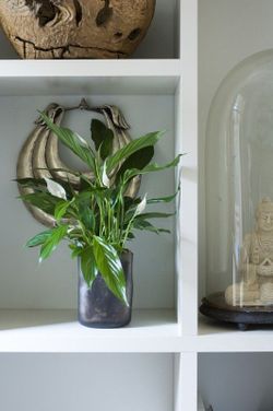 Spathiphyllum   c-13 / 50 cm altura