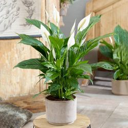 Spathyphillum