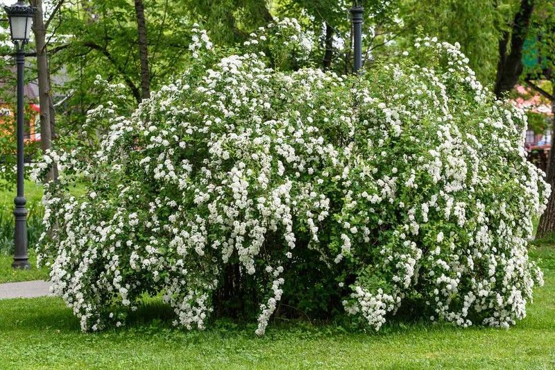 Spiraea nipponica Snowmound