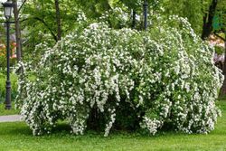 Spiraea nipponica Snowmound