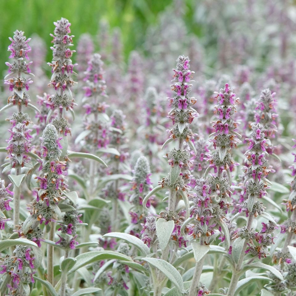 Stachys Biyzantina Caja 6 uds,